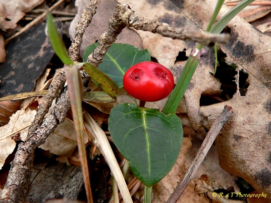 {Mitchella repens}